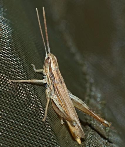 Euchorthippus elegantulus